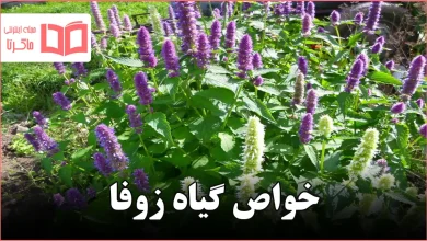 خواص گیاه زوفا