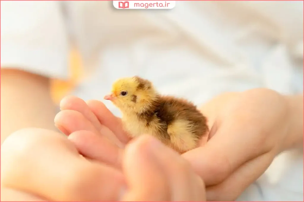 بستر تمیز و خشک برای نگهداری جوجه بلدرچین