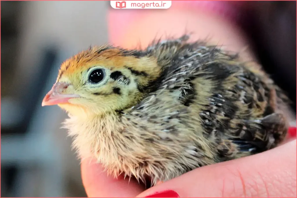 نگهداری جوجه بلدرچین زیر لامپ حرارتی در روزهای اول