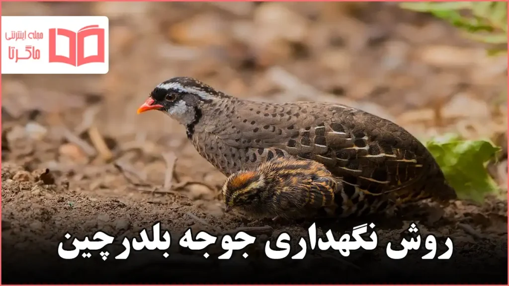 روش نگهداری جوجه بلدرچین