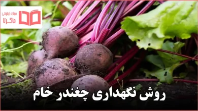 روش نگهداری چغندر خام