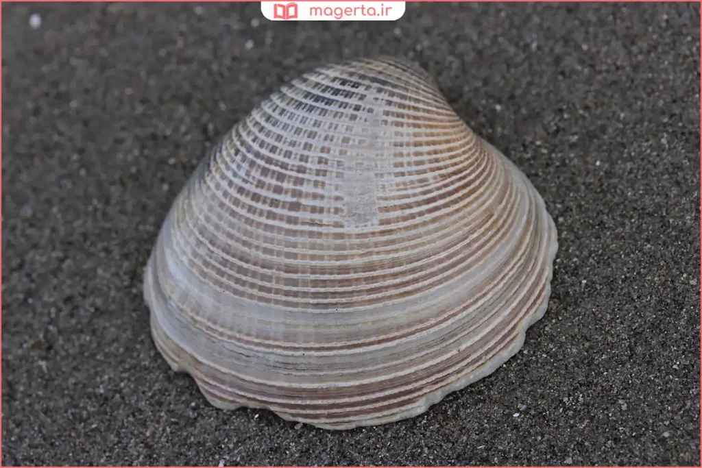 صدف دریایی طبیعی روی شن‌های ساحل در کنار دریا