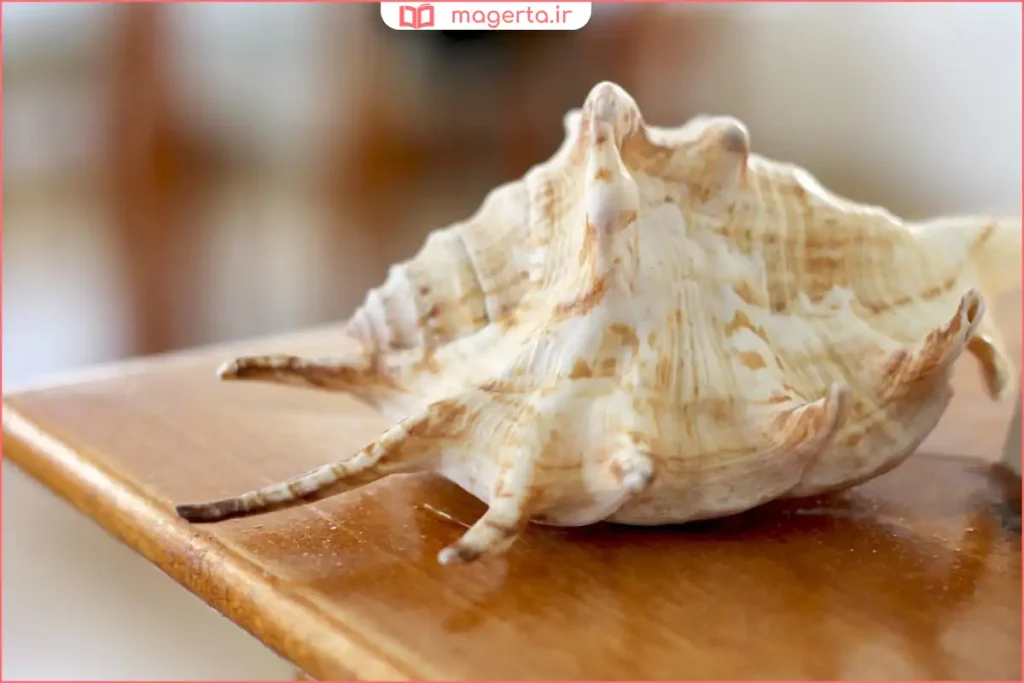 نمای نزدیک از بافت و خطوط صدف دریایی طبیعی