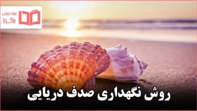 روش نگهداری صدف دریایی