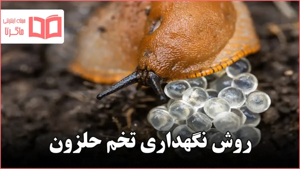 روش نگهداری تخم حلزون