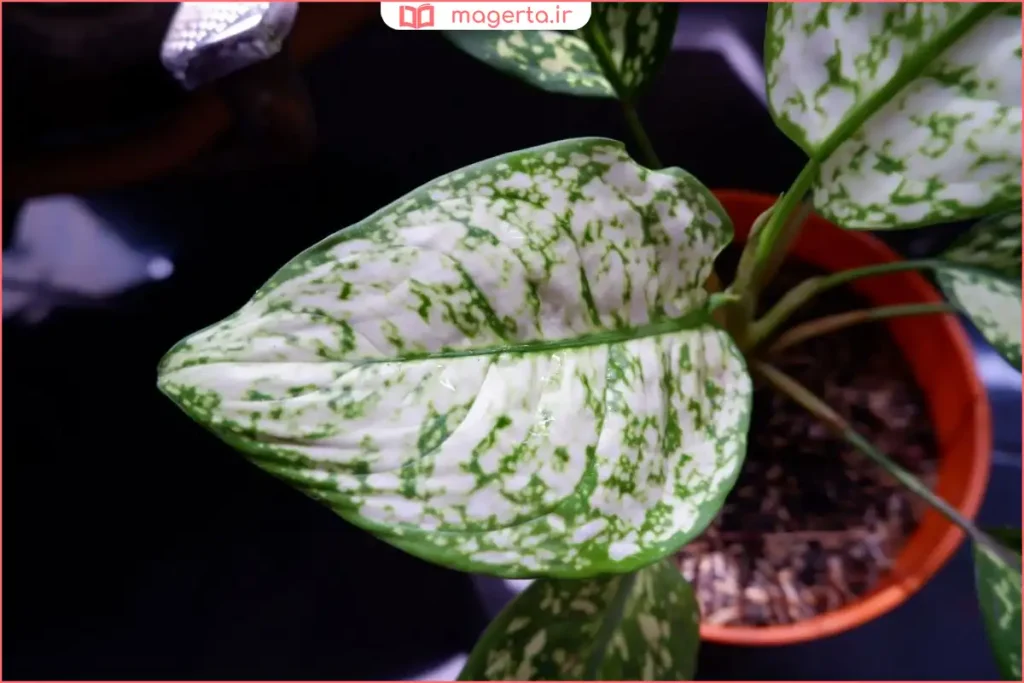 گیاه آگلونما برفی در گلدان خانگی با نور غیرمستقیم