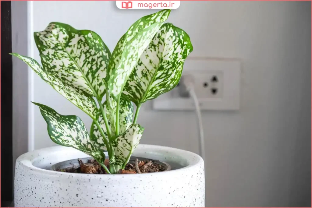 نگهداری آگلونما برفی با آبیاری منظم و خاک زهکشی‌دار