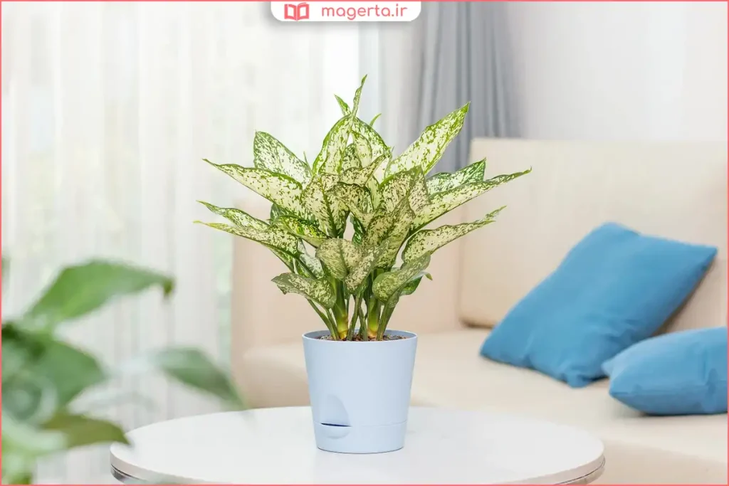 قرار دادن آگلونما برفی در فضای داخلی با دمای متعادل