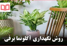 روش نگهداری آگلونما برفی