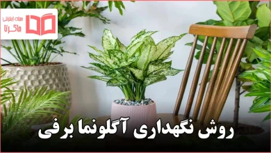 روش نگهداری آگلونما برفی