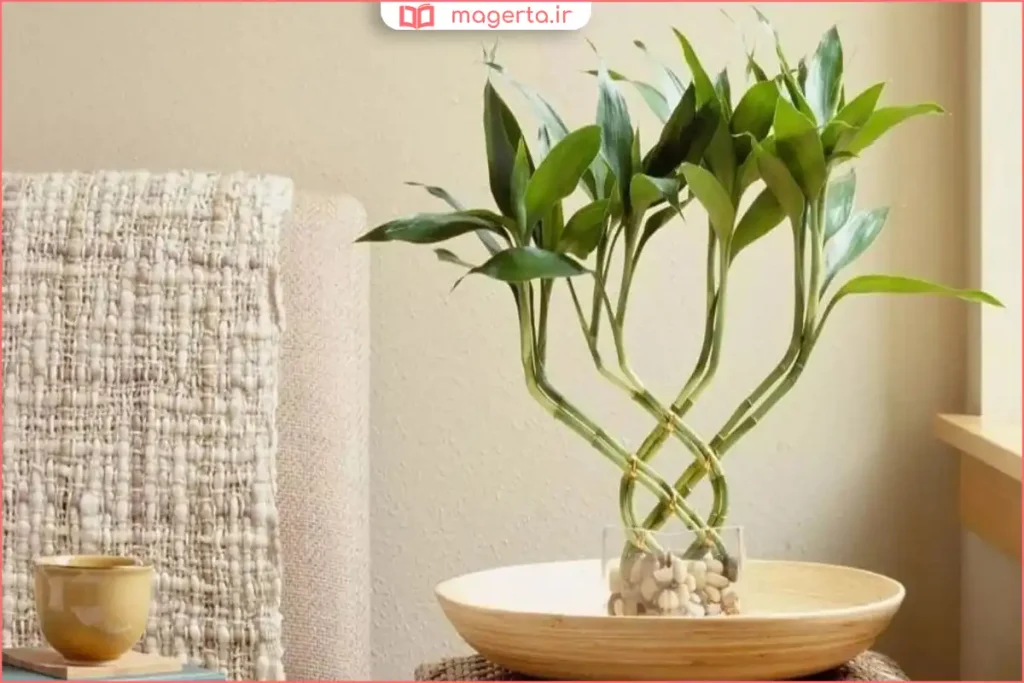 نگهداری بامبو خاکی در فضای داخلی با نور غیرمستقیم