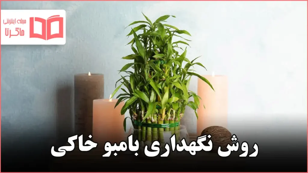 روش نگهداری بامبو خاکی