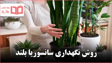 روش نگهداری سانسوریا بلند