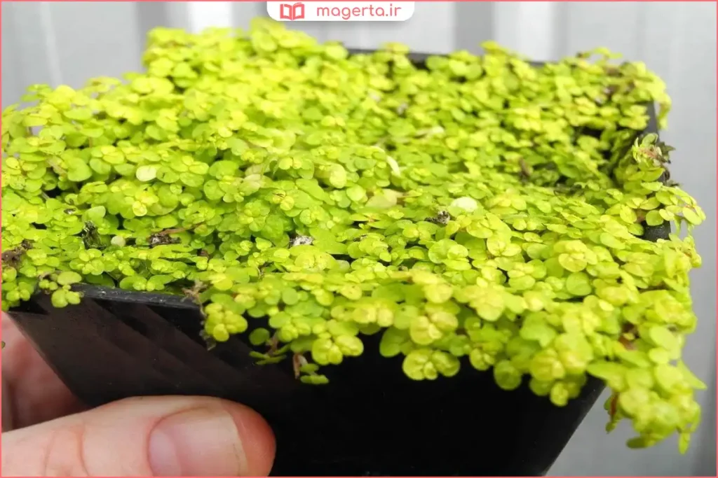 نمای نزدیک از بافت برگ‌های چمن تایلندی