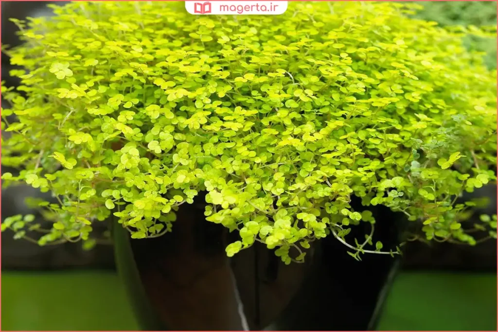 نگهداری چمن تایلندی در محیط گرم و مرطوب