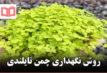 روش نگهداری چمن تایلندی