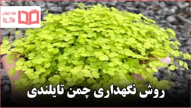 روش نگهداری چمن تایلندی