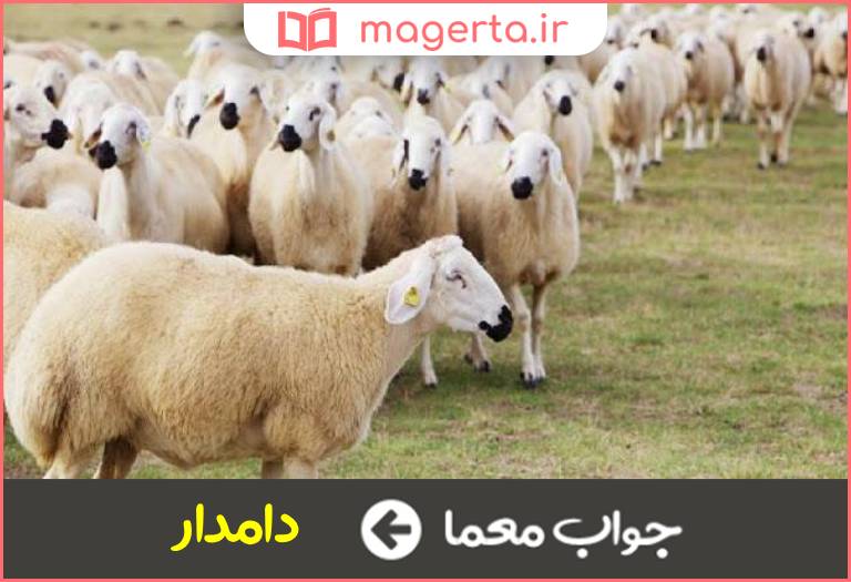 جواب معما صاحب گله در جدول