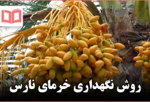 روش نگهداری خرمای نارس