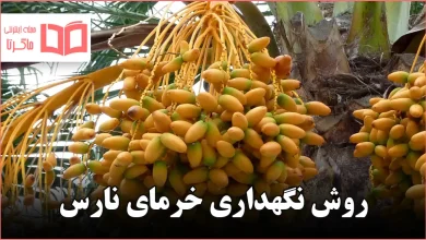 روش نگهداری خرمای نارس