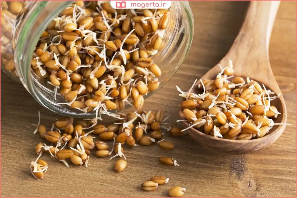 جوانه گندم تازه و سبز شده روی بستر مرطوب