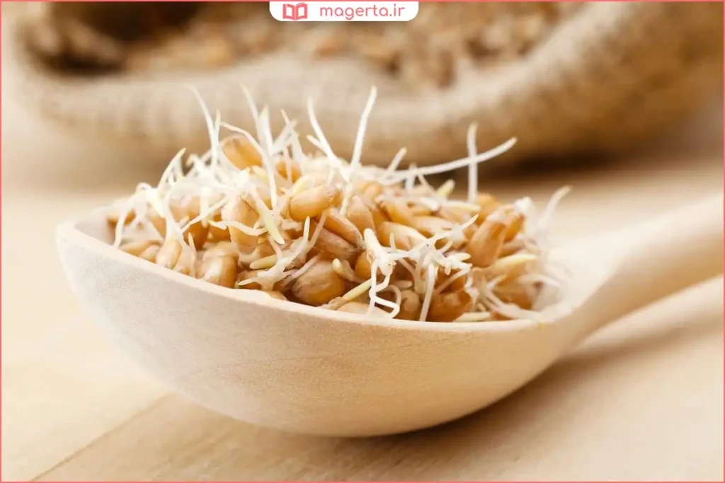 جوانه گندم آماده مصرف با ظاهر سالم و یکدست