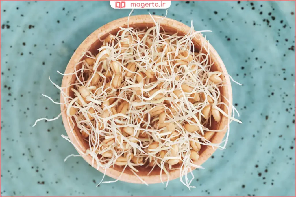 شست‌وشو و نگهداری جوانه گندم در ظرف درب‌دار