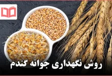 روش نگهداری جوانه گندم