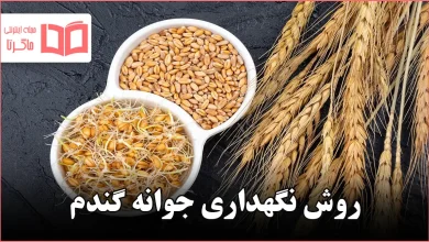 روش نگهداری جوانه گندم