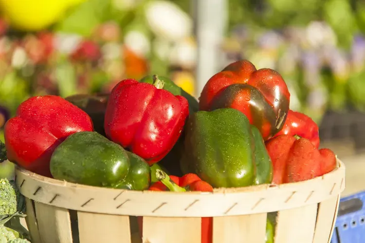 فلفل دلمه‌ای