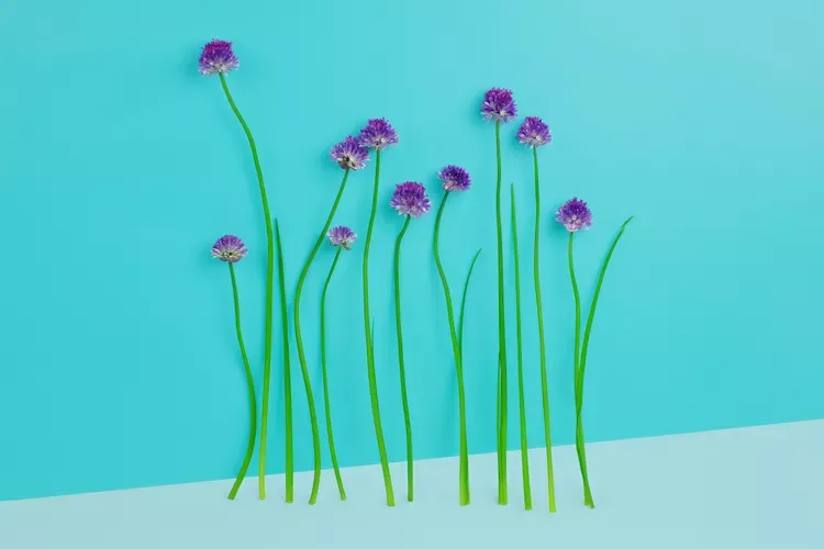 پیازچه کوهی