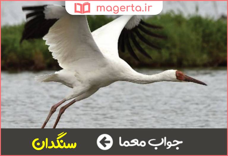 جواب معما عضوی درنای پرندگان در جدول