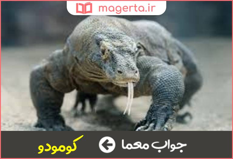 جواب معما نوعی سوسمار بزرگ در جدول