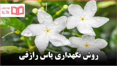 روش نگهداری یاس رازقی