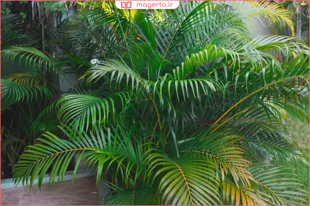 نگهداری نخل اریکا در گلدان با خاک مناسب و زهکشی خوب