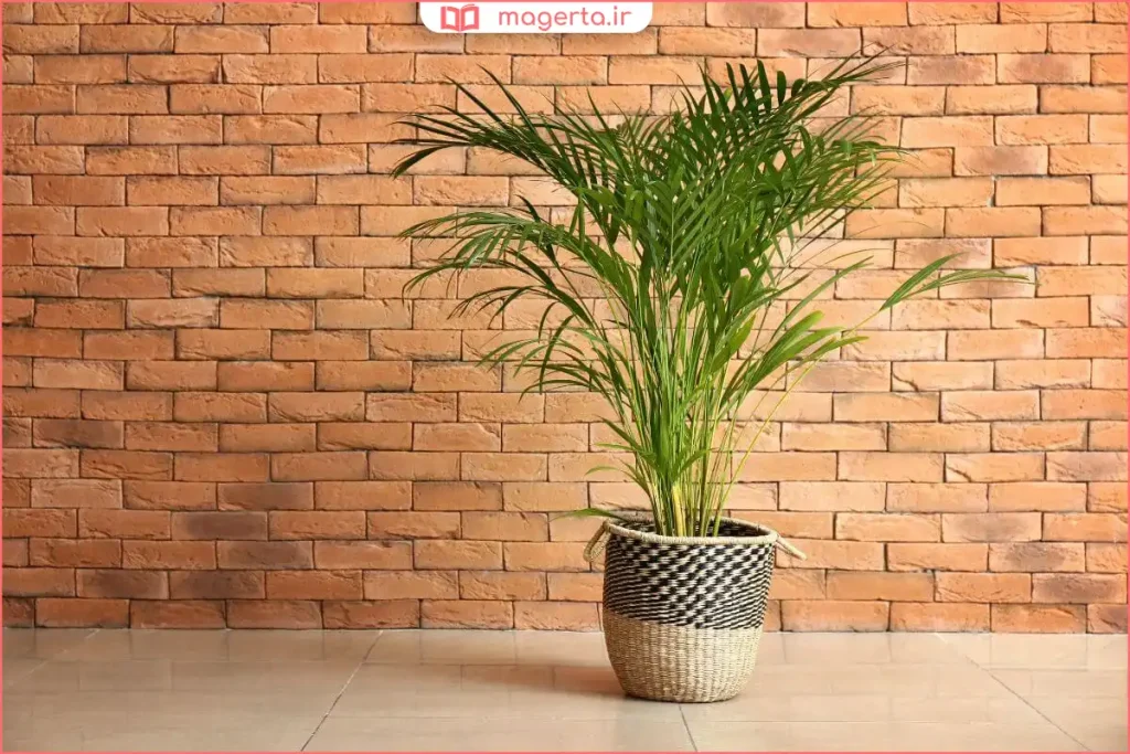 نخل اریکا سرسبز در گلدان خانگی با نور غیرمستقیم