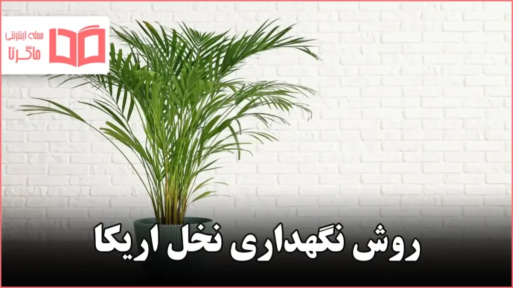 روش نگهداری نخل اریکا