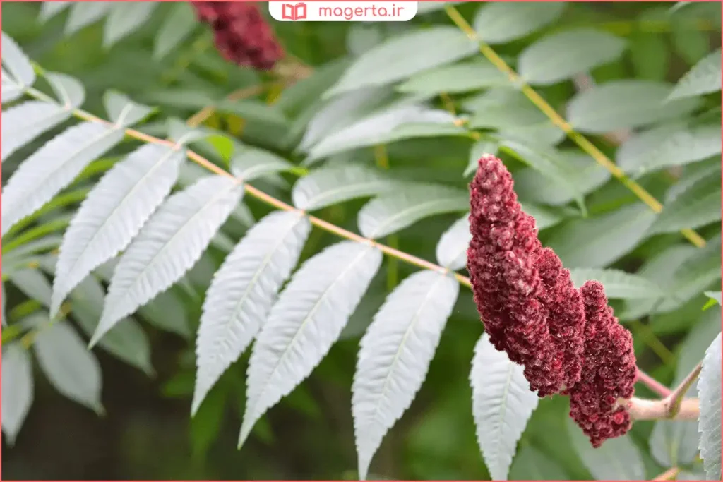 گیاه سماق در فضای طبیعی مناطق کوهستانی