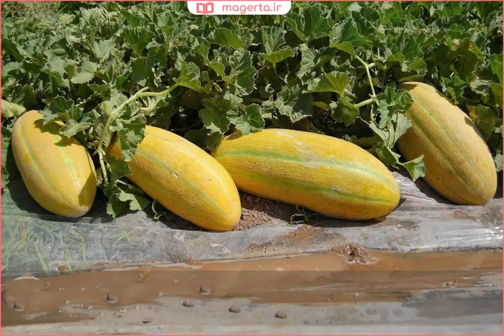 نمای نزدیک از بافت داخلی خربزه تازه