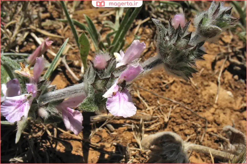 گیاه چای کوهی در طبیعت مناطق کوهستانی