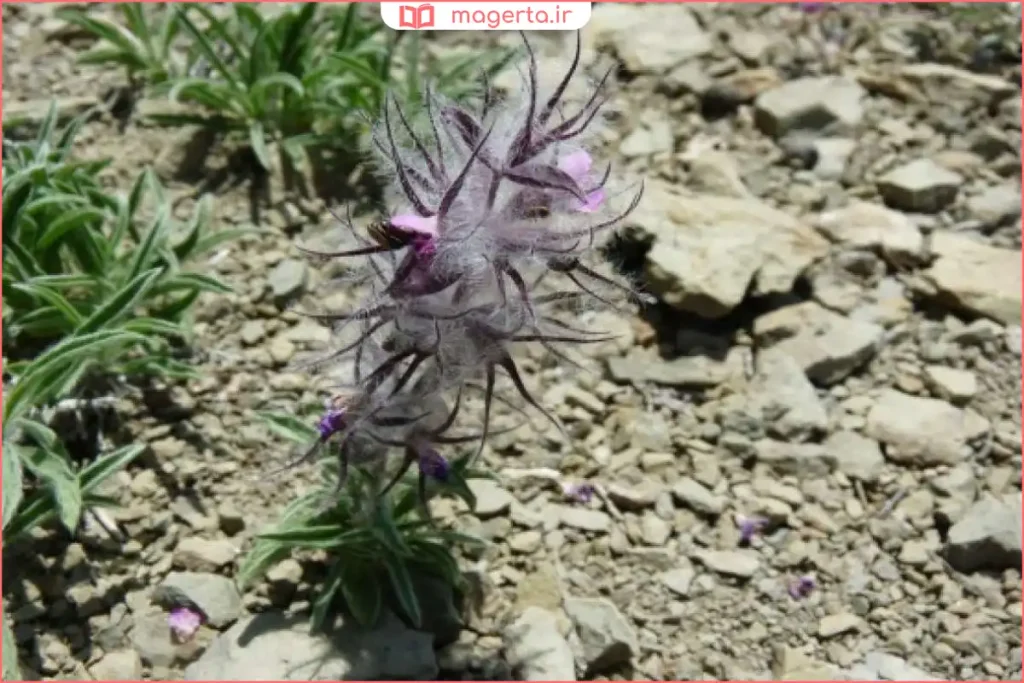 گیاه چای کوهی در طبیعت کوهستانی با پوشش سبز