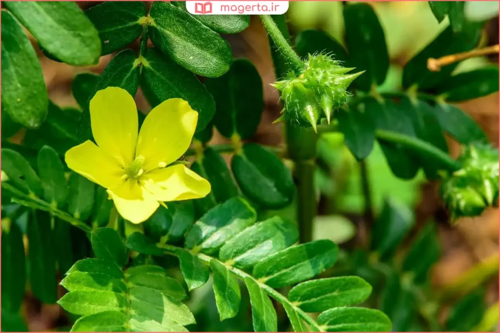 گیاه خارخاسک خودرو در طبیعت با برگها و میوه خاردار