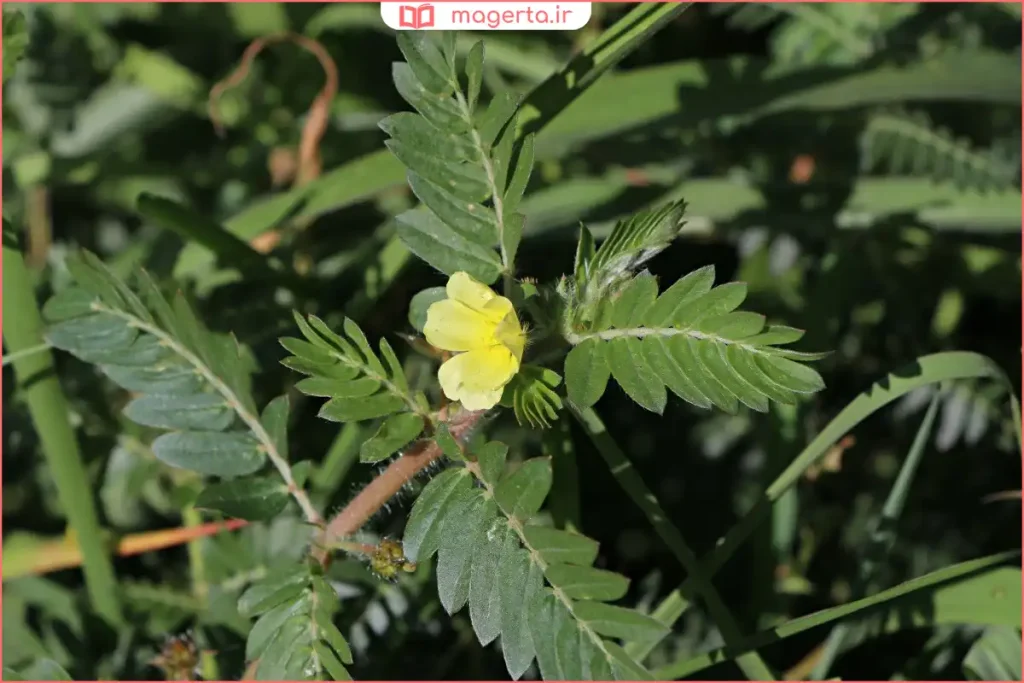 نمای نزدیک از میوه خاردار گیاه خارخاسک روی زمین