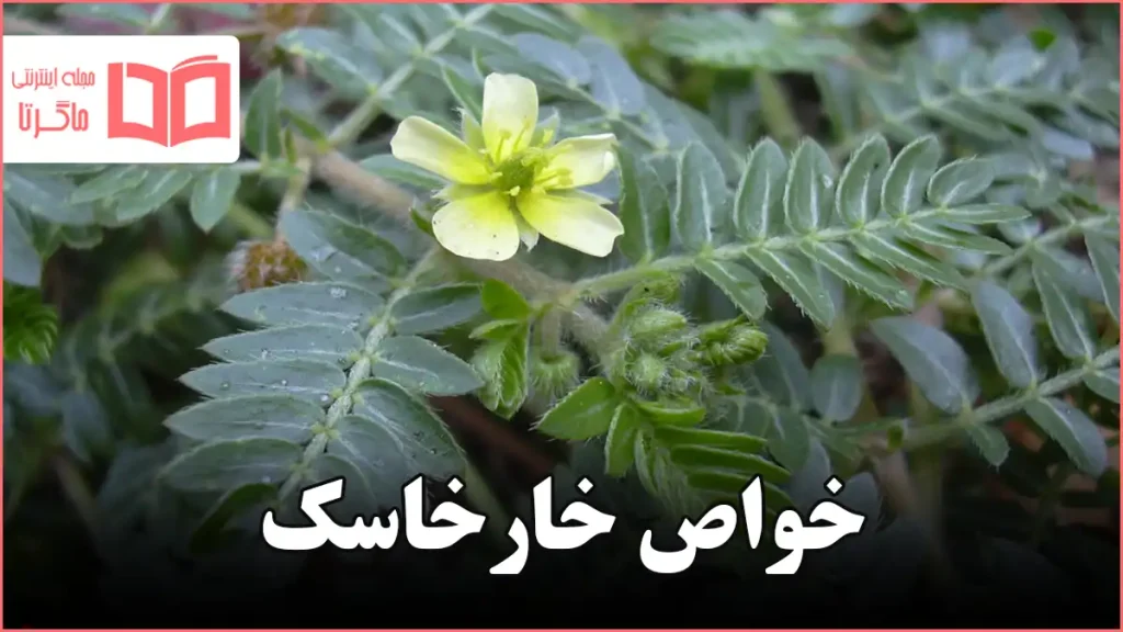 خواص خارخاسک