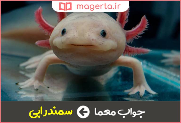 جواب معما سوسمار آبی در جدول