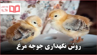 روش نگهداری جوجه مرغ