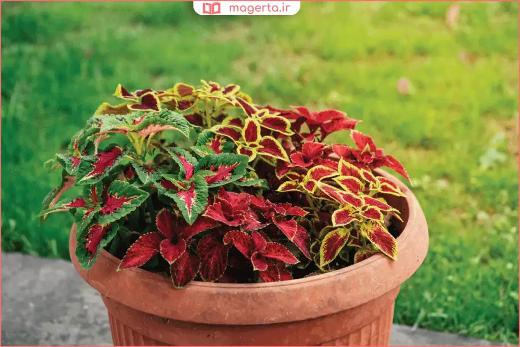 نمای نزدیک از برگ‌های طرح‌دار و متنوع گیاه حسن یوسف