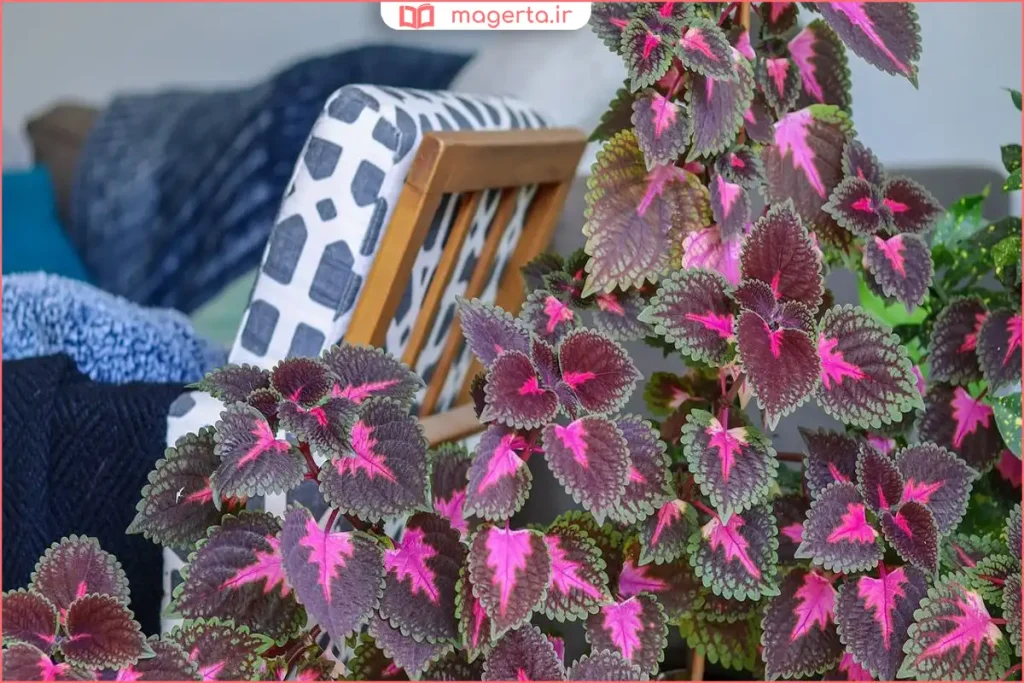 نگهداری گیاه حسن یوسف در فضای داخلی با نور غیرمستقیم