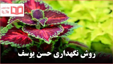 روش نگهداری حسن یوسف