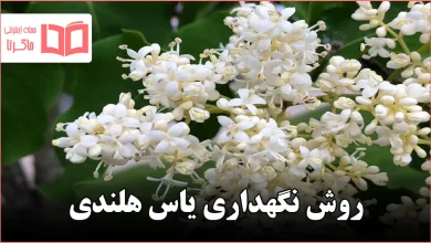 روش نگهداری یاس هلندی